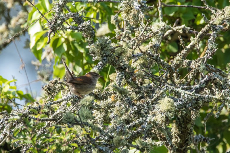 Bouscarle de Cetti